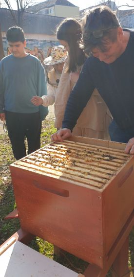 offener Bienenstock klein