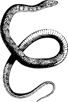 Schlangen